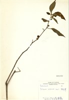 藏品(雙花龍葵(耳鉤草))的圖片